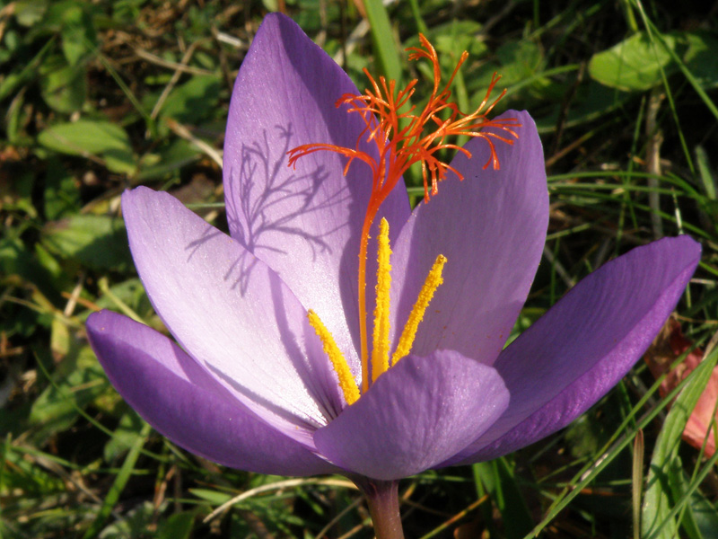 Crocus ligusticus / Zafferano ligure